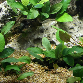 Cichlid Sand